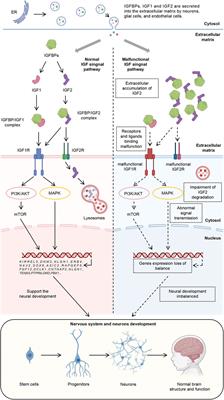 Unveiling the role of IGF1R in autism spectrum disorder: a multi-omics approach to decipher common pathogenic mechanisms in the IGF signaling pathway